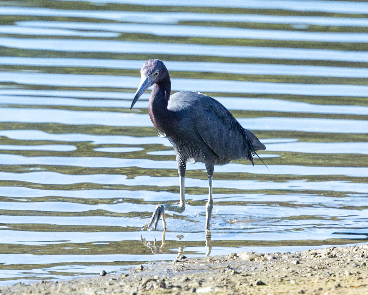 Blaureiher - ML646772704