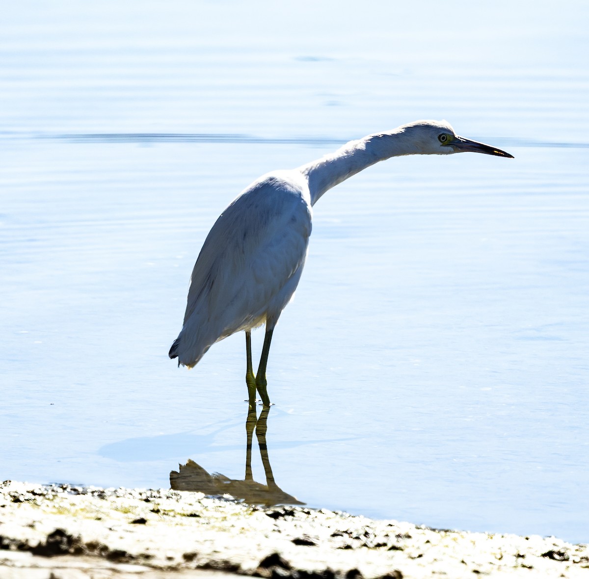 Blaureiher - ML646772705