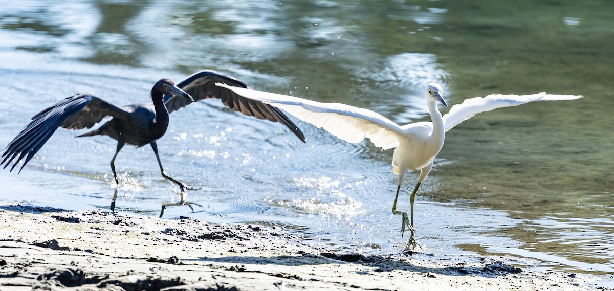 Blaureiher - ML646772706