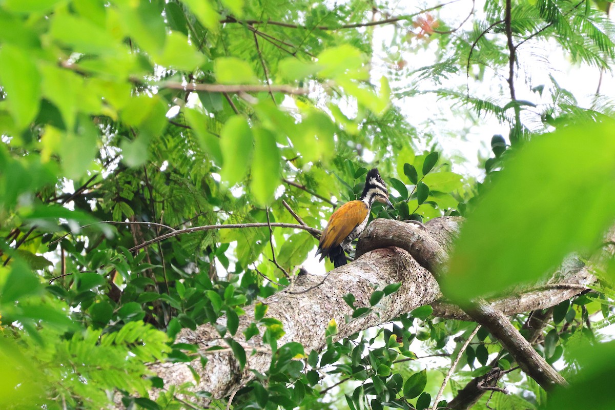 Common Flameback - ML646772707