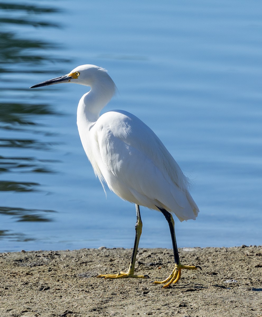 Schmuckreiher - ML646772709