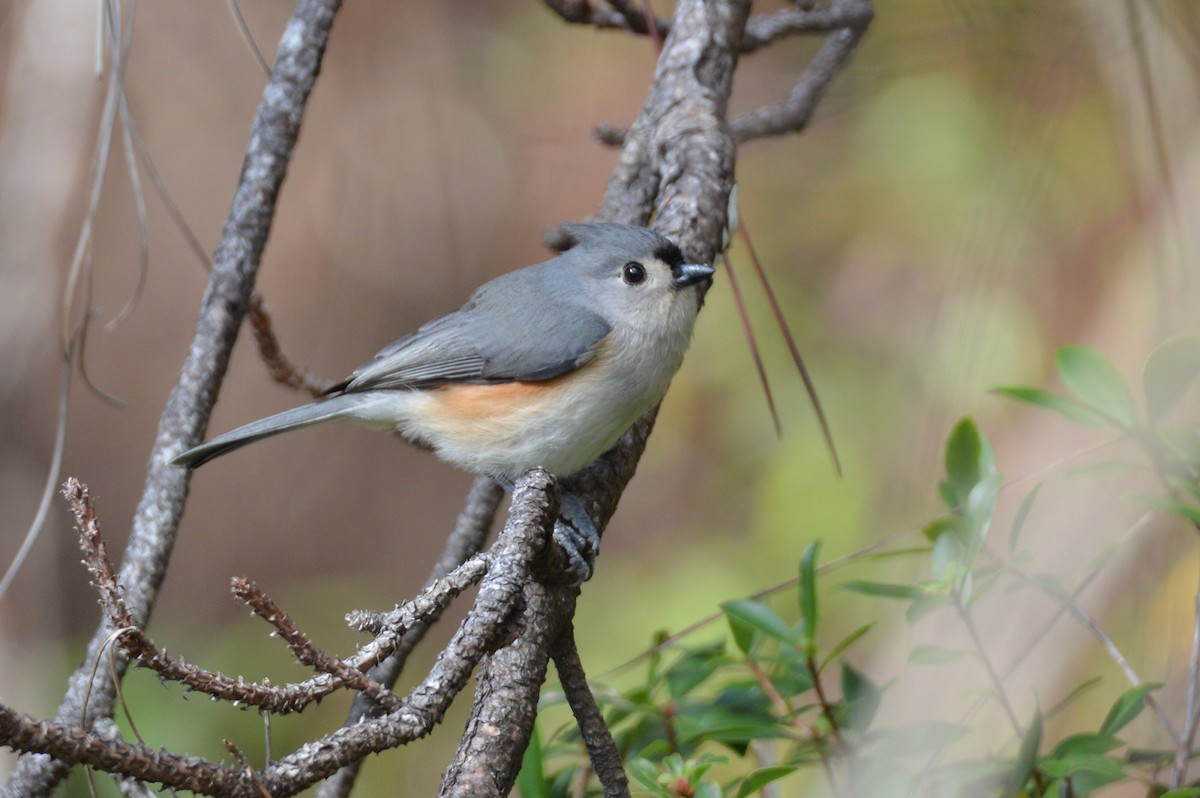 Tufted Titmouse - ML646772710
