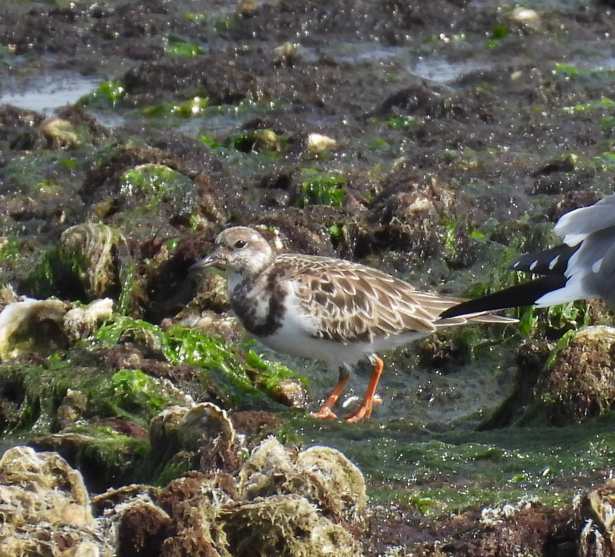 Ruddy Turnstone - ML646772713