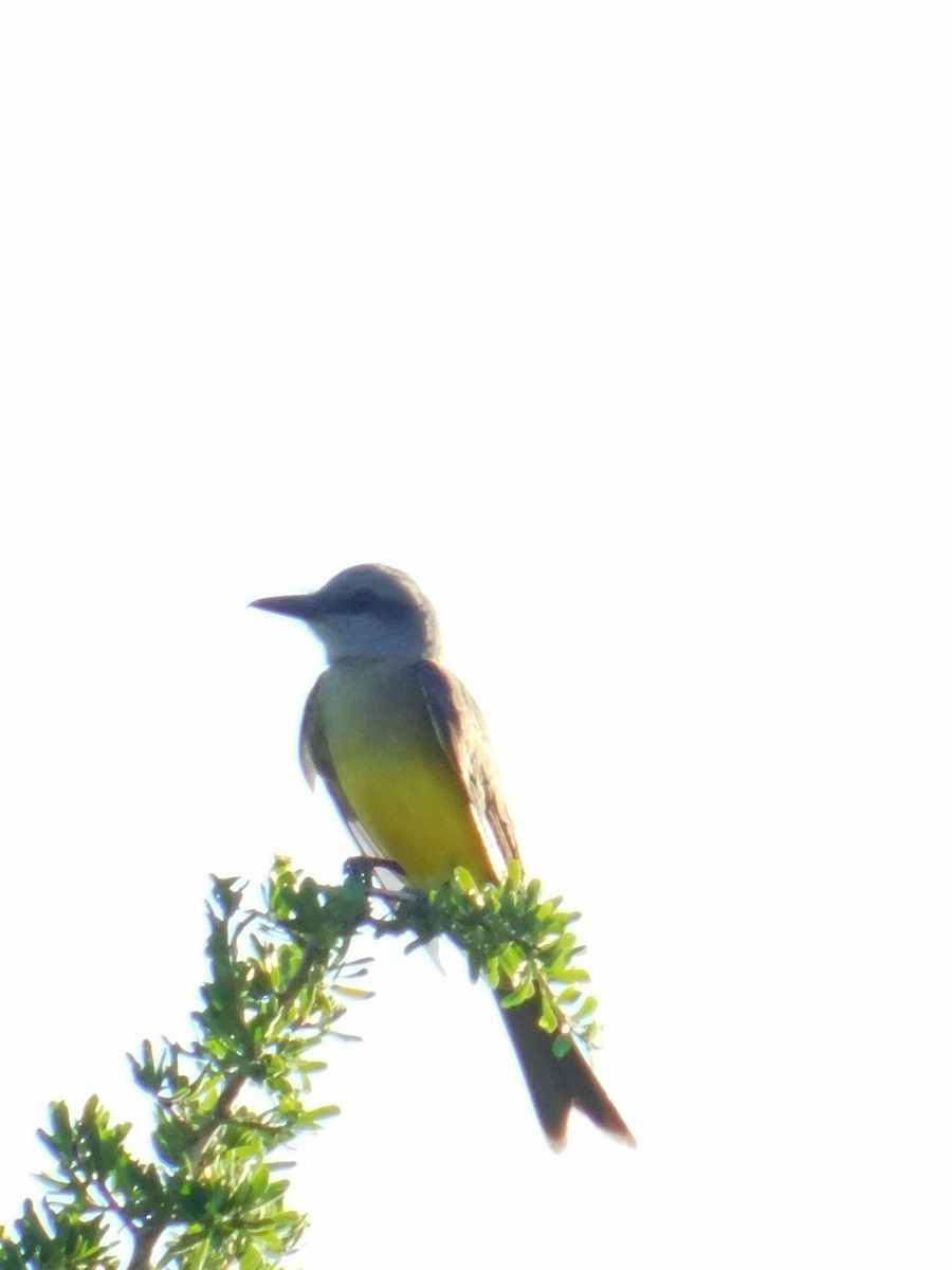 Tropical Kingbird - ML646772714