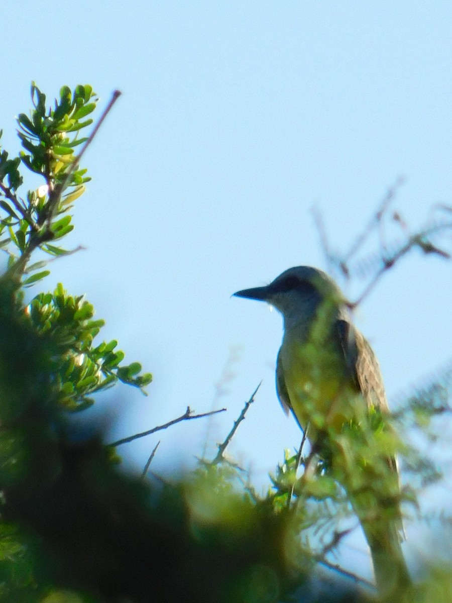 Tropical Kingbird - ML646772716