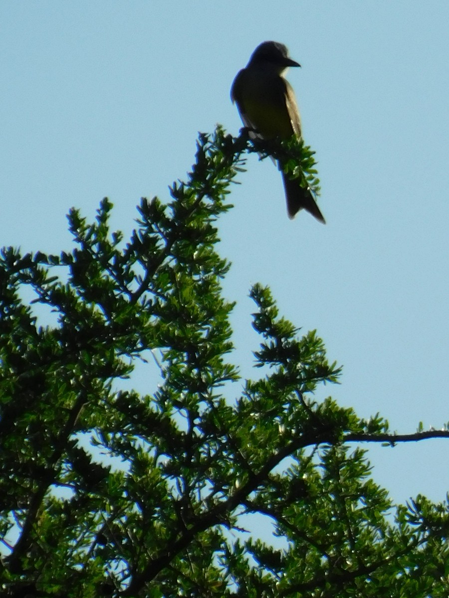 Tropical Kingbird - ML646772717