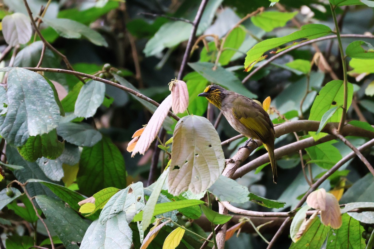 Stripe-throated Bulbul - ML646772718