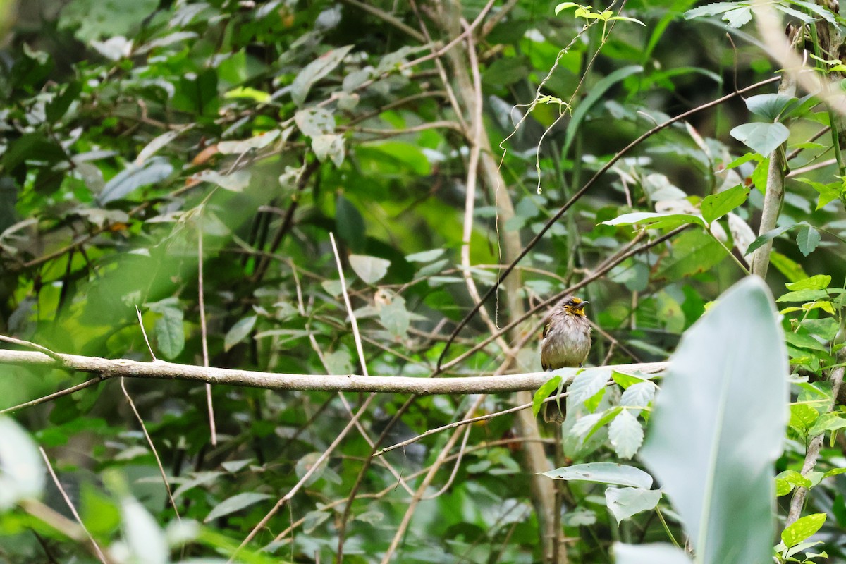 Stripe-throated Bulbul - ML646772719