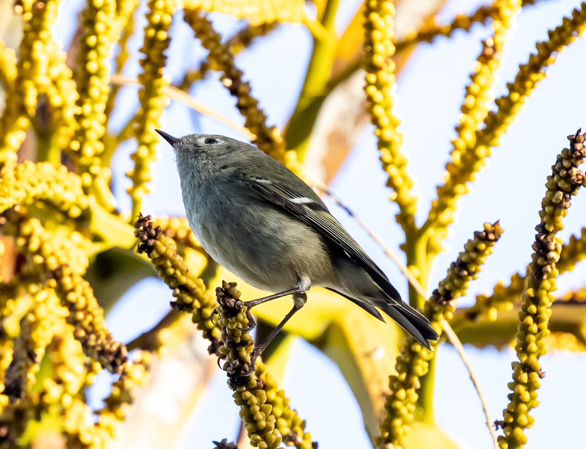 Ruby-crowned Kinglet - ML646772720