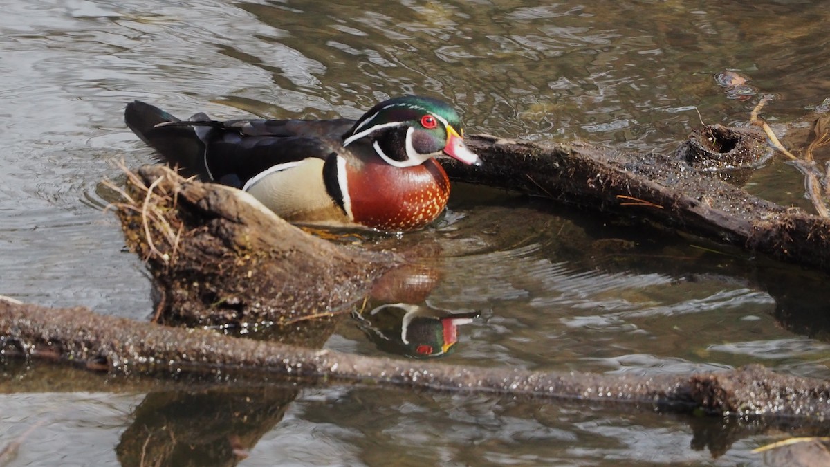 Wood Duck - ML646772721