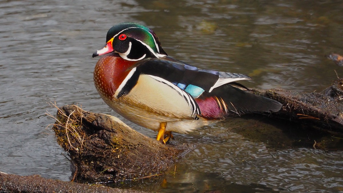 Wood Duck - ML646772722