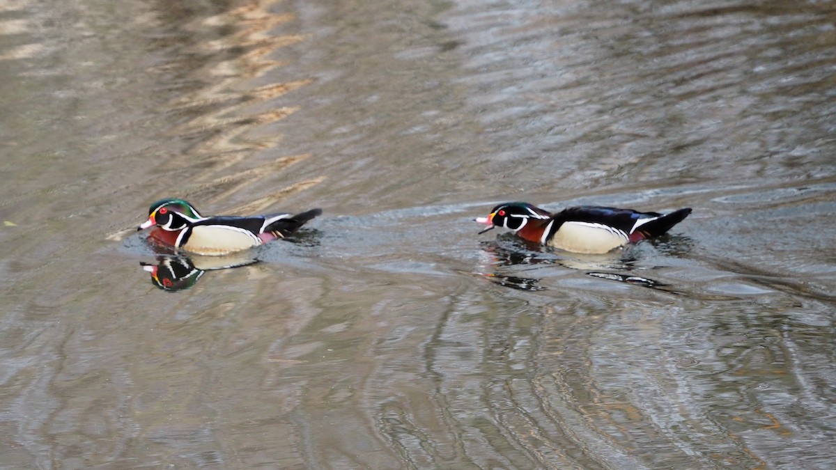 Wood Duck - ML646772723