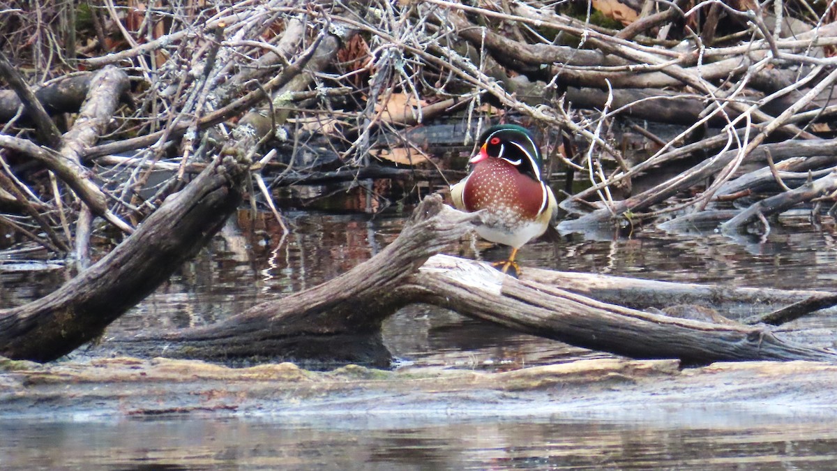 Wood Duck - ML646772724