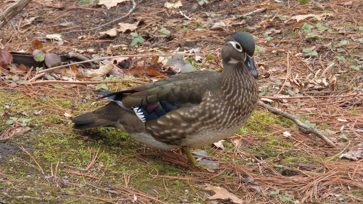 Wood Duck - ML646772725