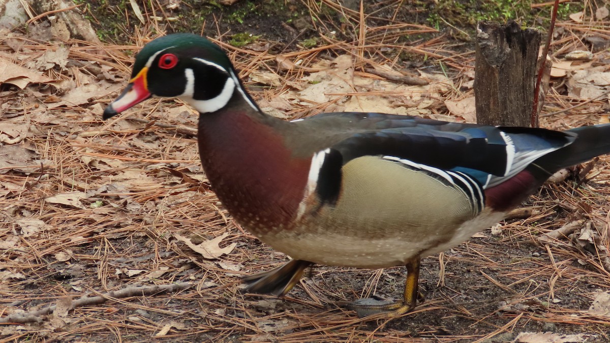Wood Duck - ML646772726