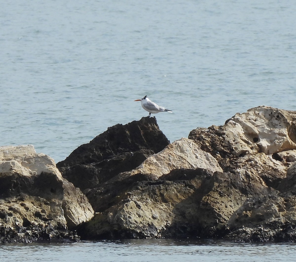 Royal Tern - ML646772730