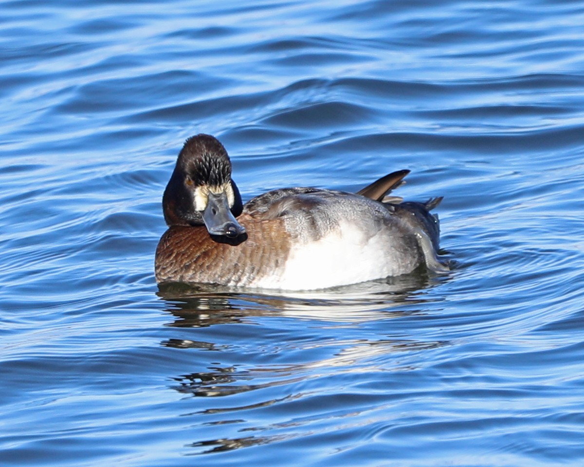 Lesser Scaup - ML646772731