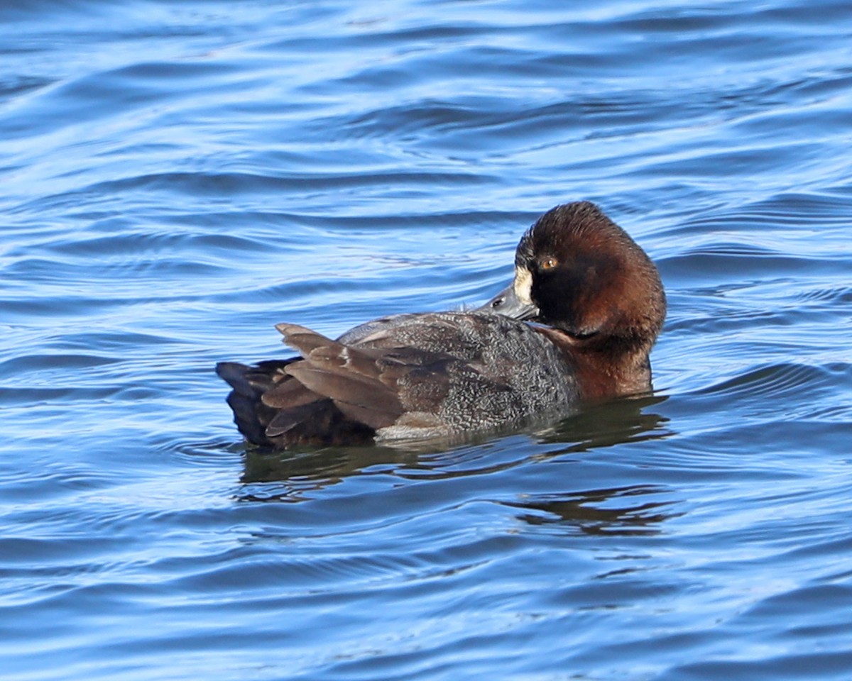 Lesser Scaup - ML646772732