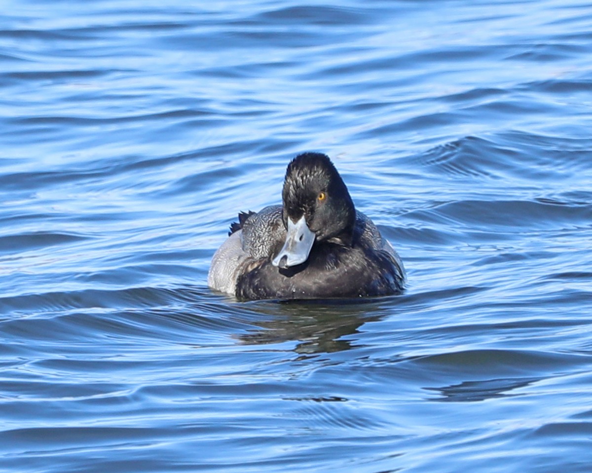 Lesser Scaup - ML646772733