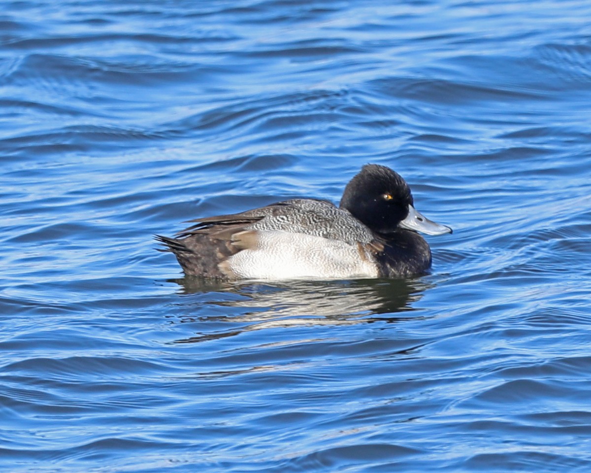 Lesser Scaup - ML646772734