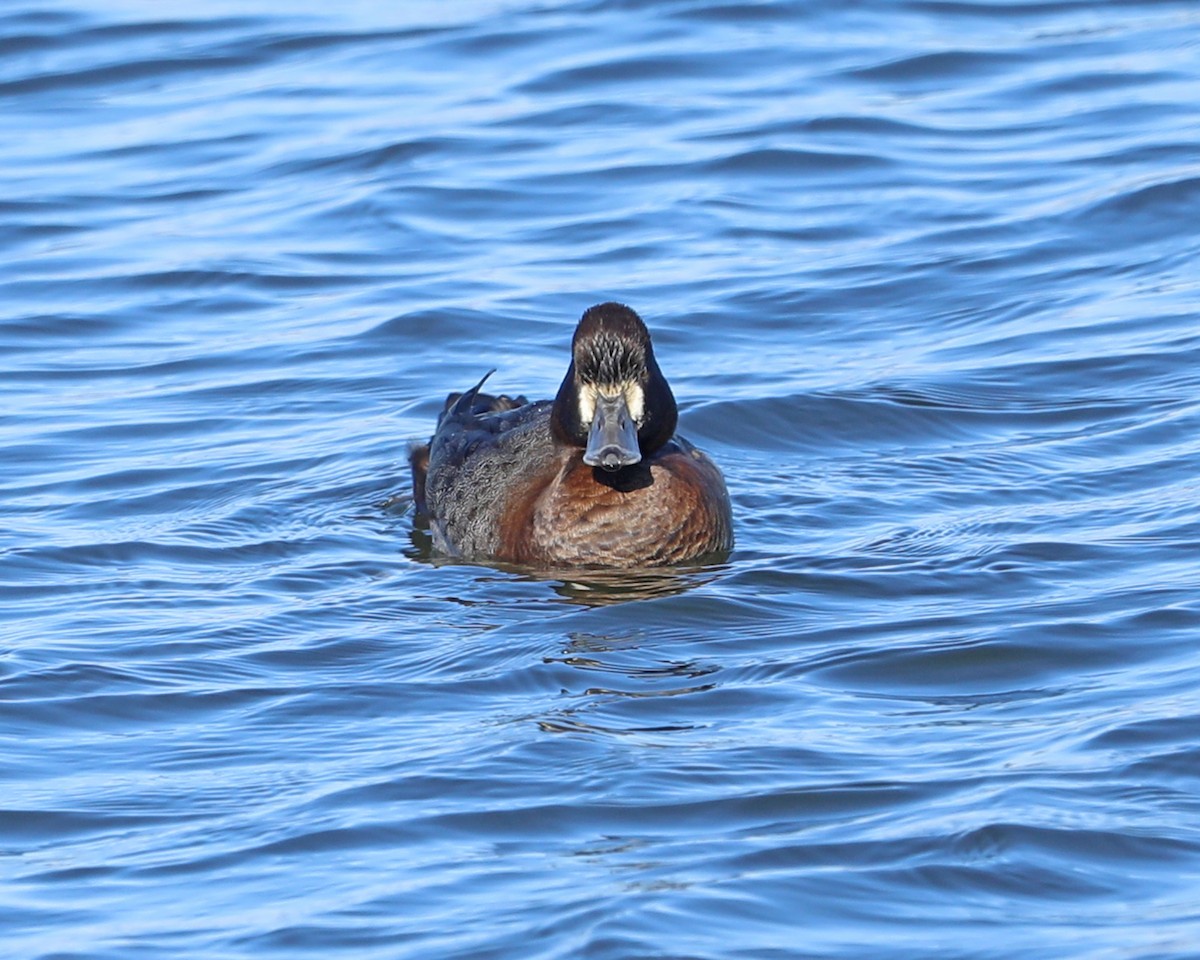 Lesser Scaup - ML646772735
