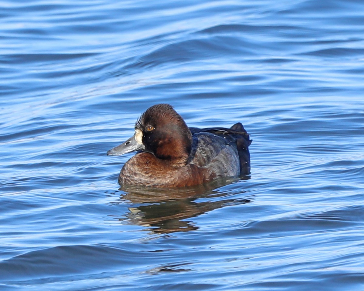 Lesser Scaup - ML646772736