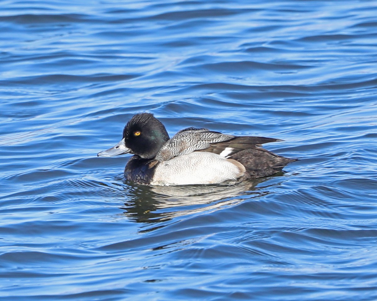 Lesser Scaup - ML646772737