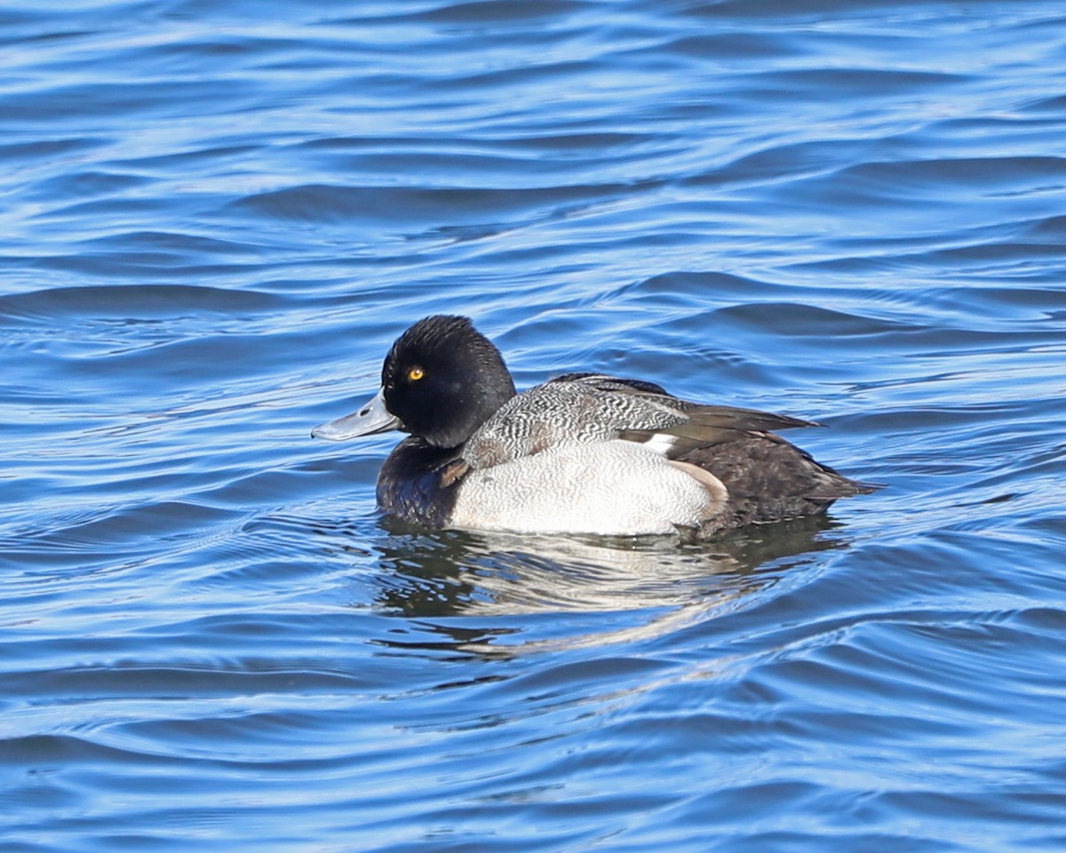 Lesser Scaup - ML646772738