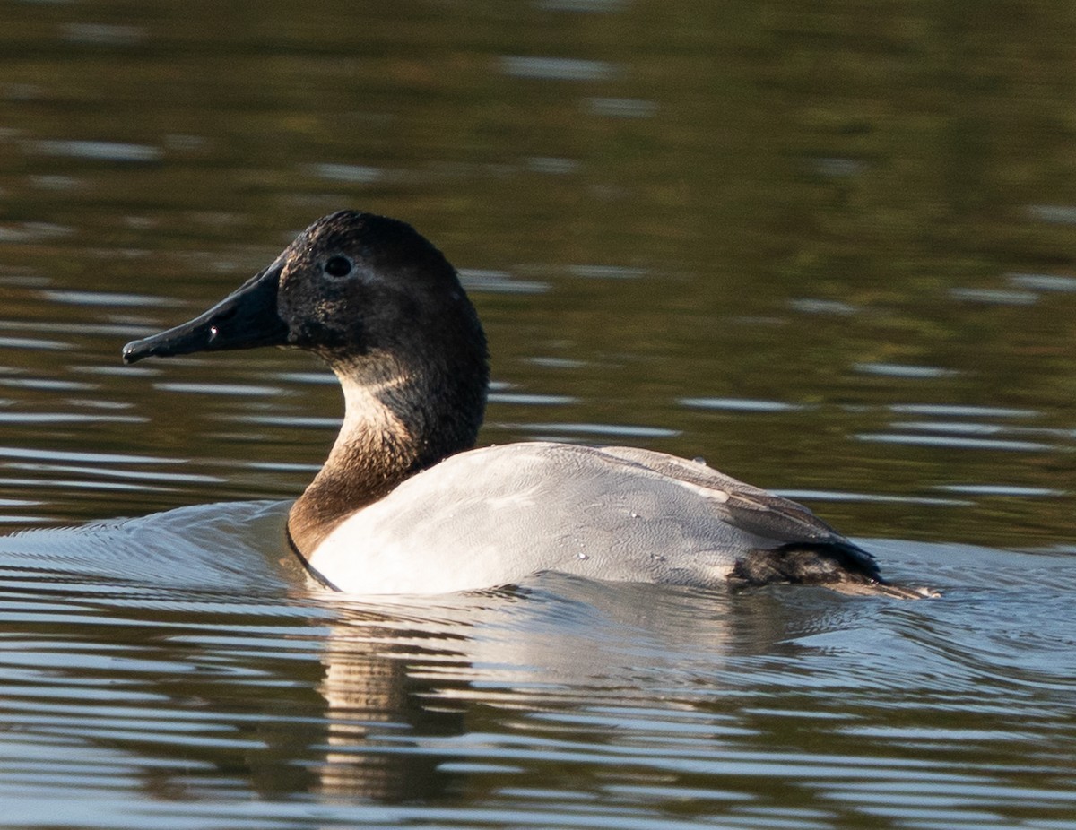 Canvasback - ML646772739