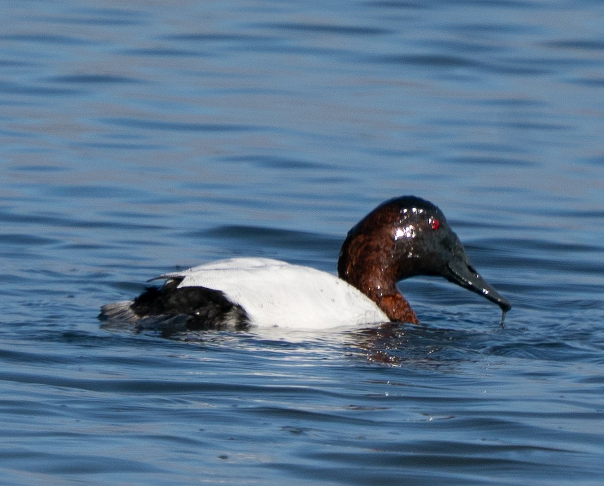 Canvasback - ML646772740