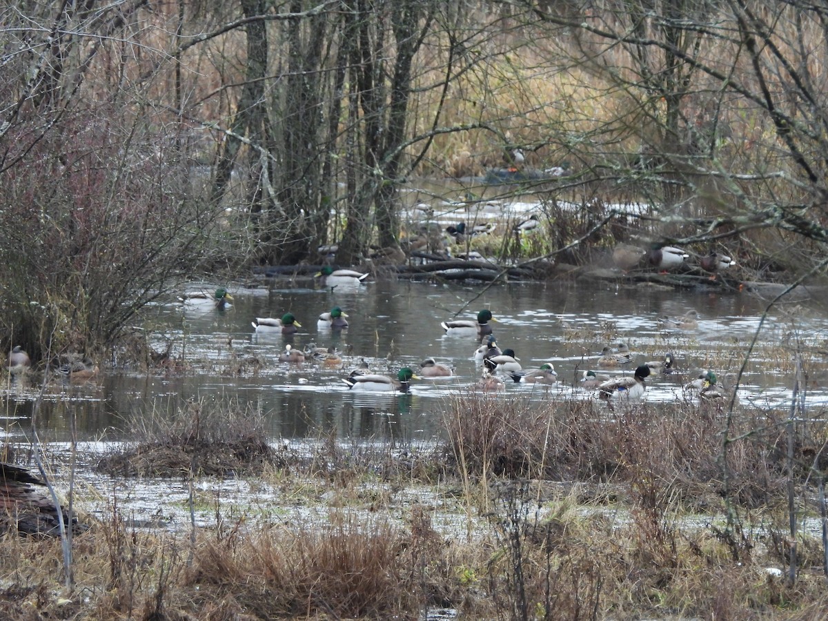 Mallard - ML646772743