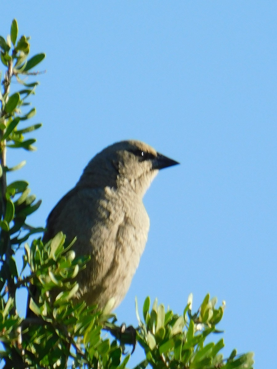 Grayish Baywing - ML646772744