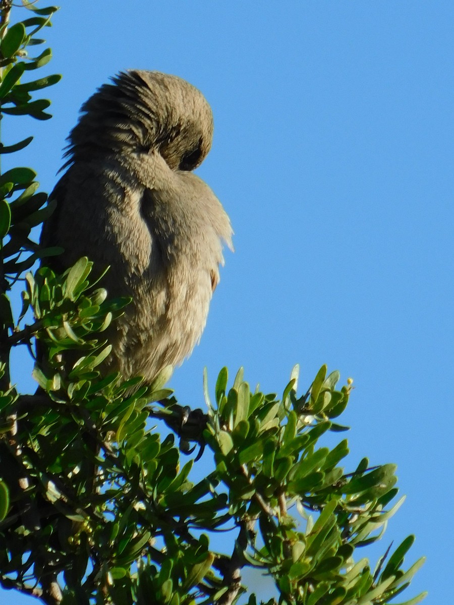 Grayish Baywing - ML646772745