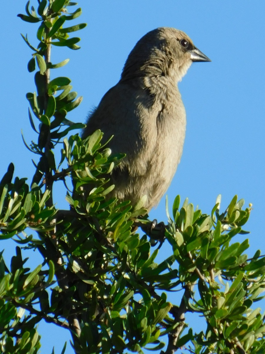 Grayish Baywing - ML646772746