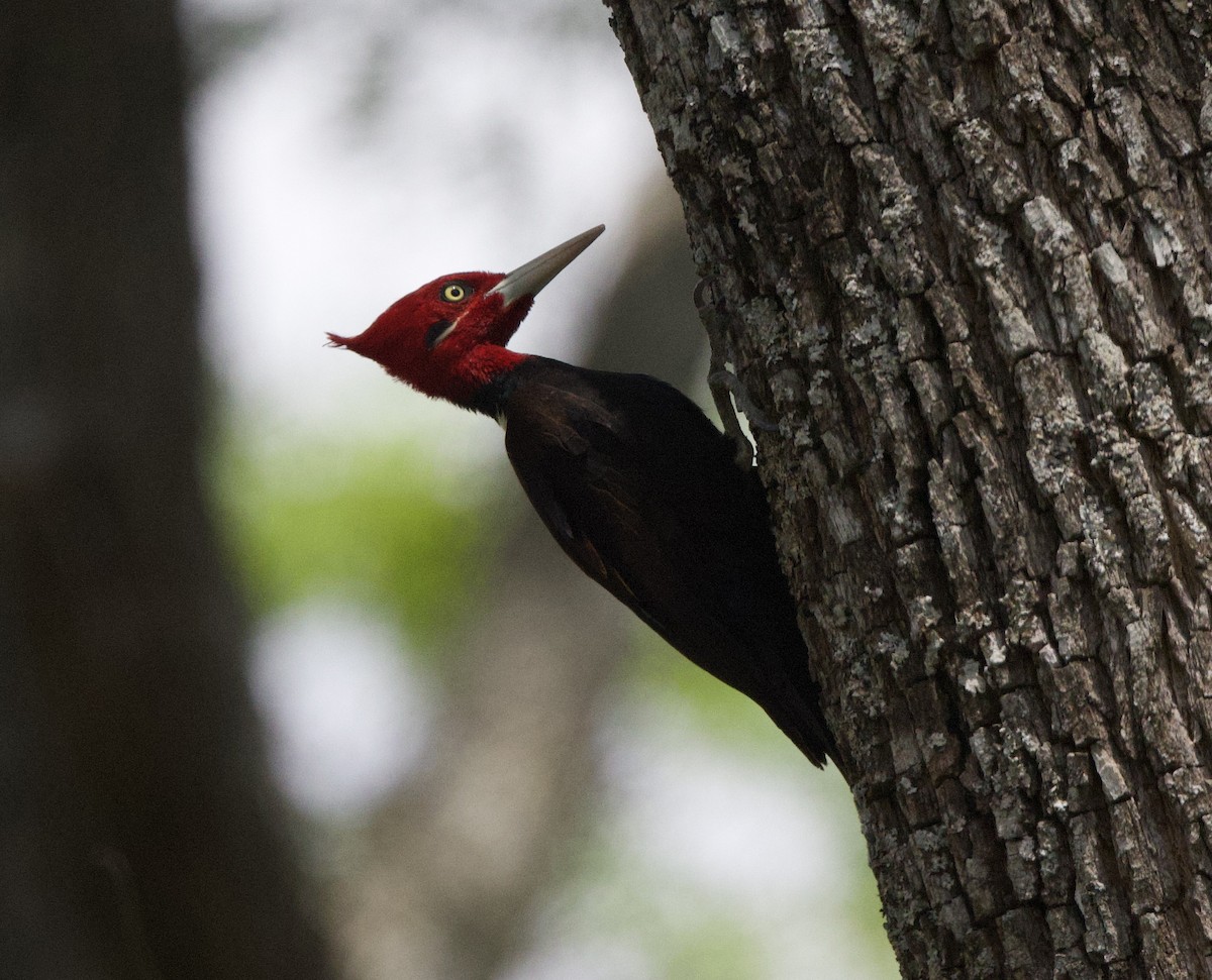 Cream-backed Woodpecker - ML646772748