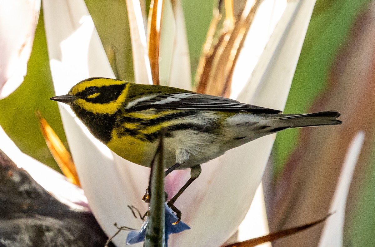 Townsend's Warbler - ML646772749