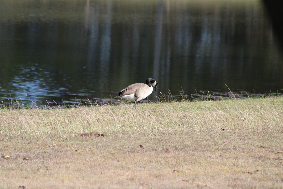 Canada Goose - ML646772750