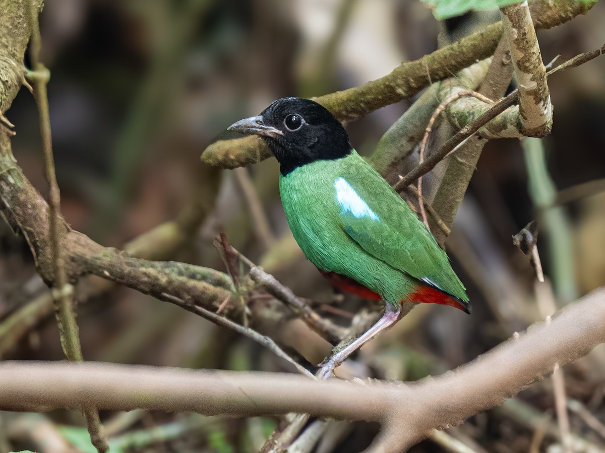 綠胸八色鳥 - ML646772751