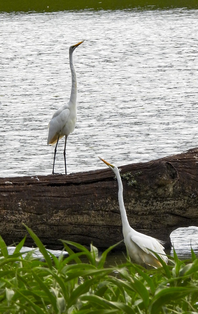 Чапля велика - ML646772752