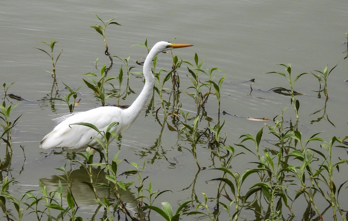 Чапля велика - ML646772754