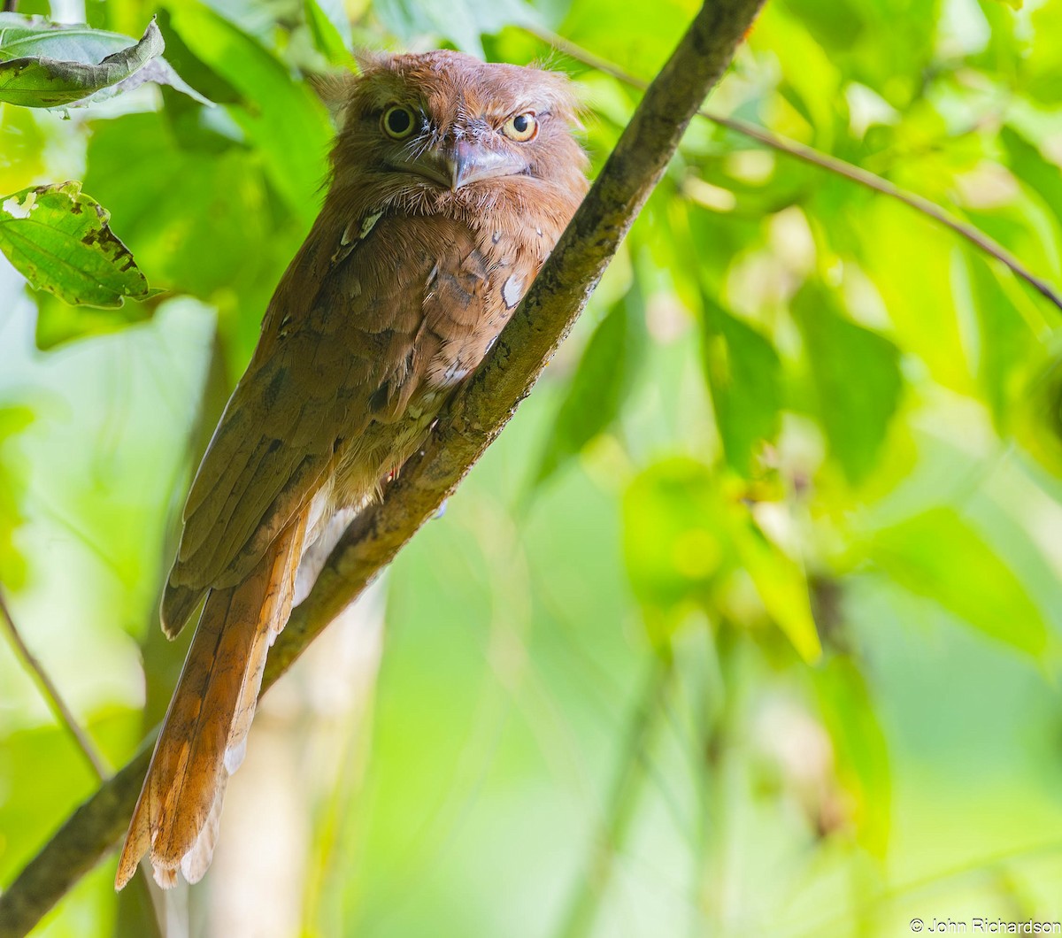 sundafroskemunn - ML646772755