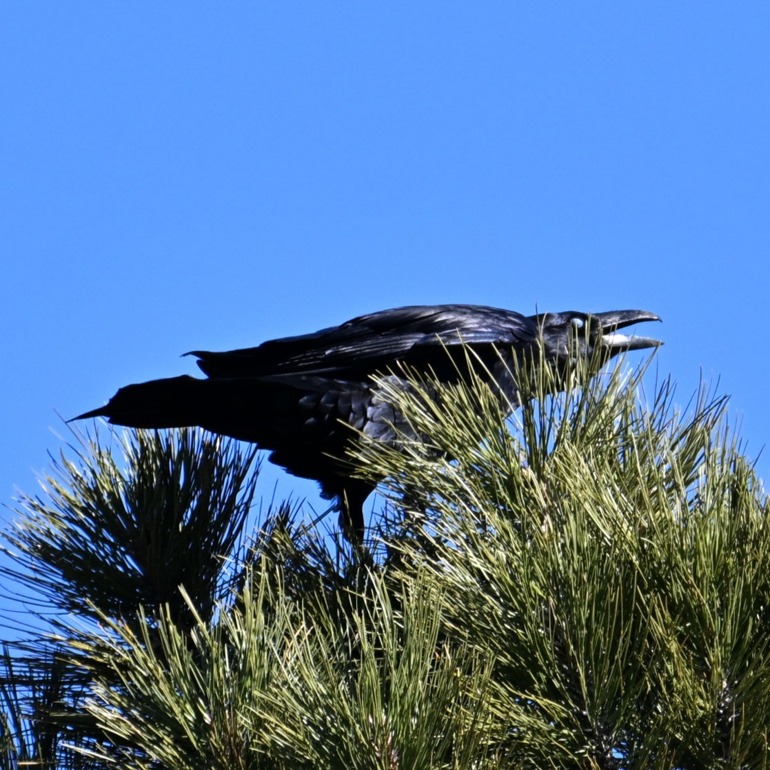 Common Raven - ML646772756