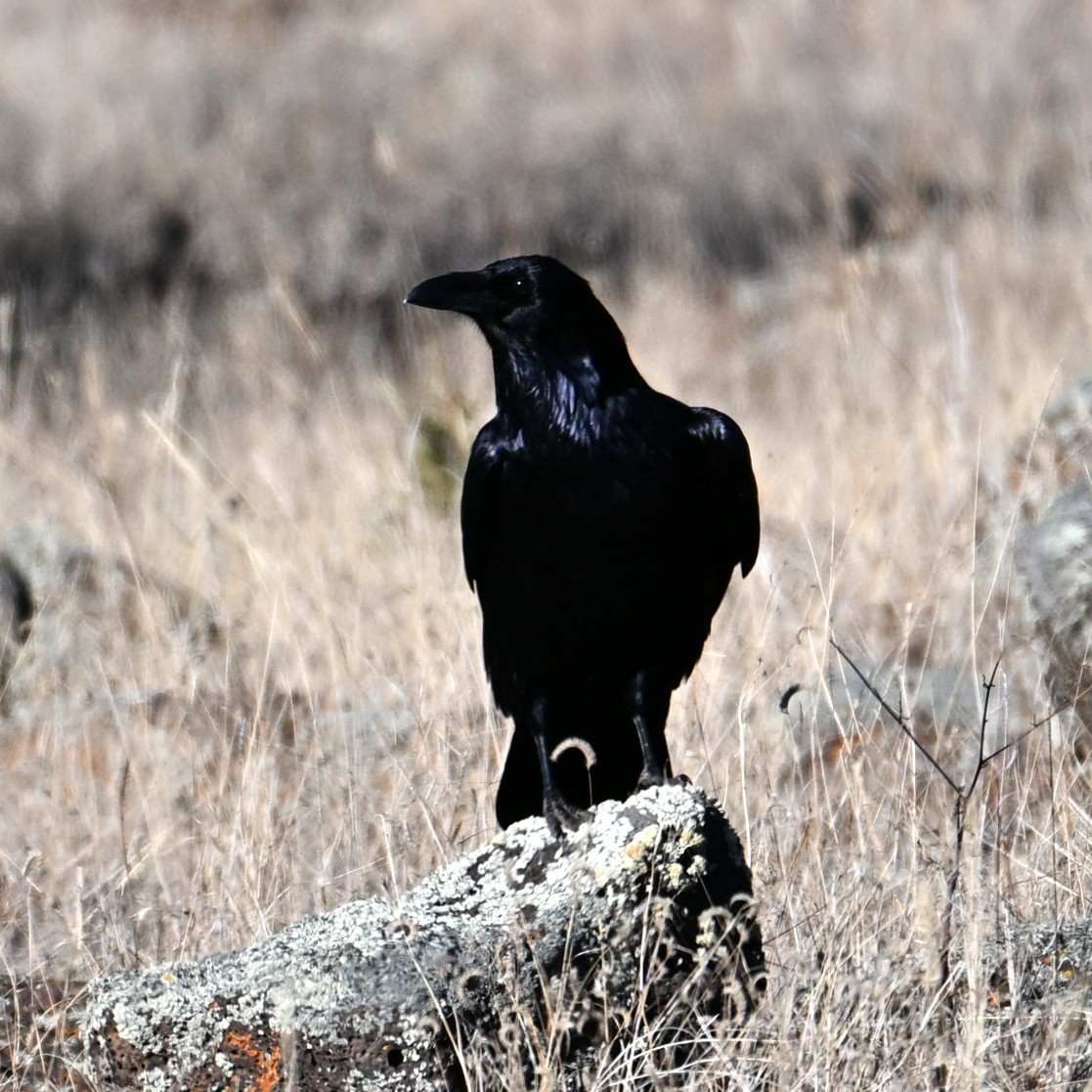 Common Raven - ML646772758