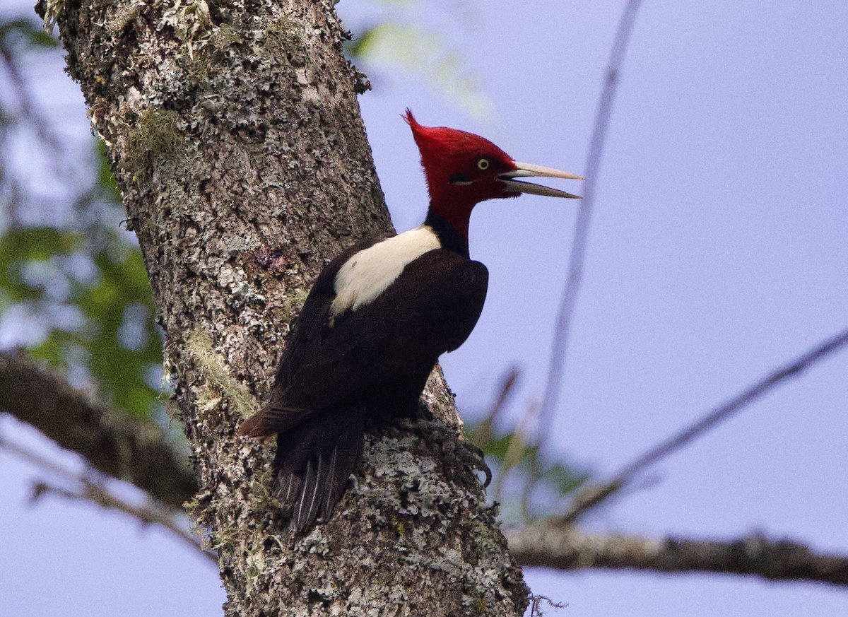 kremryggspett - ML646772760