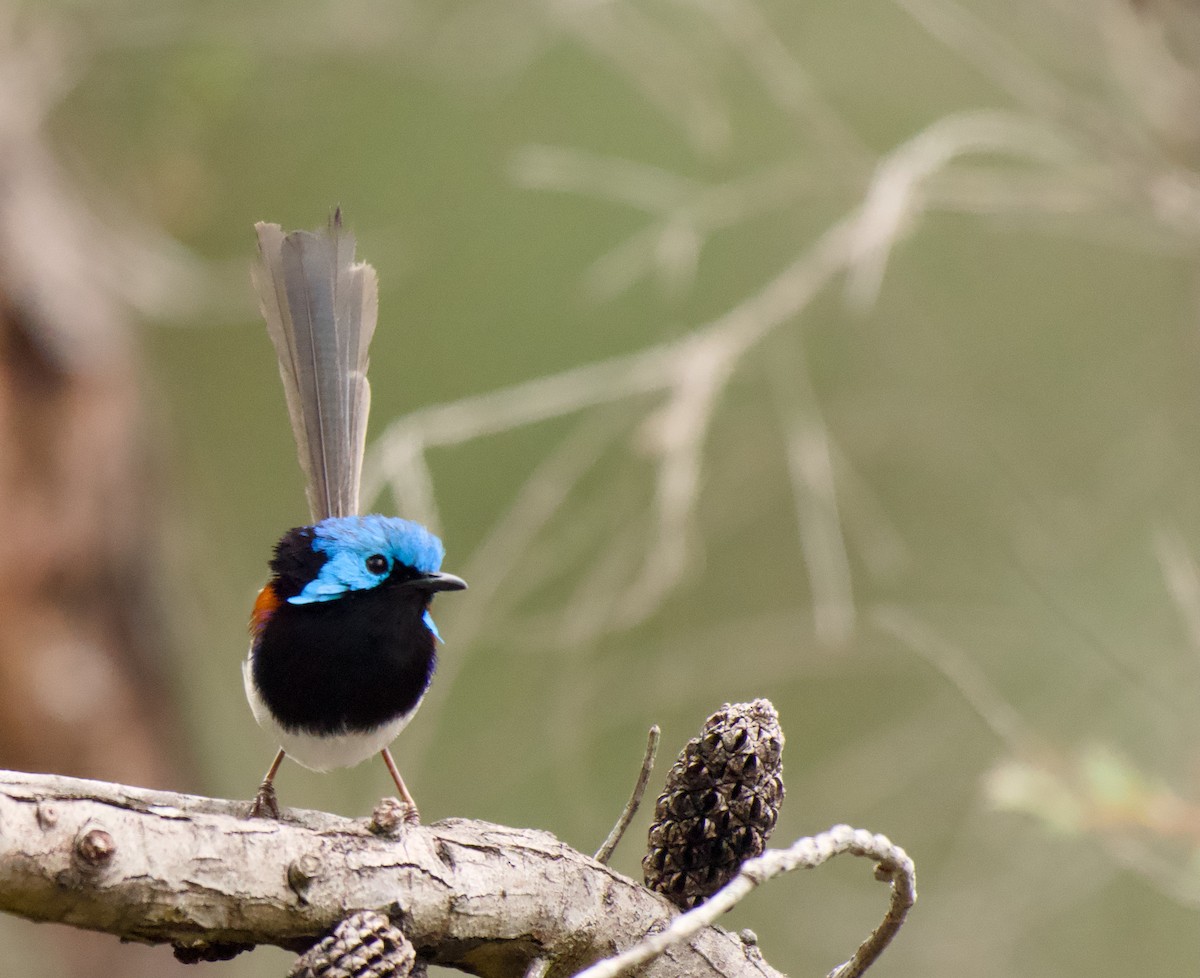 Weißbauch-Staffelschwanz - ML646772762
