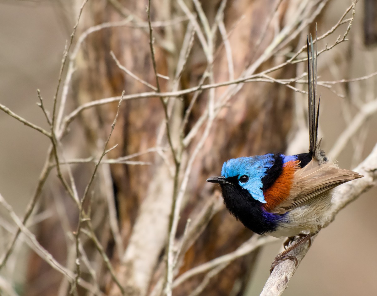 Weißbauch-Staffelschwanz - ML646772763