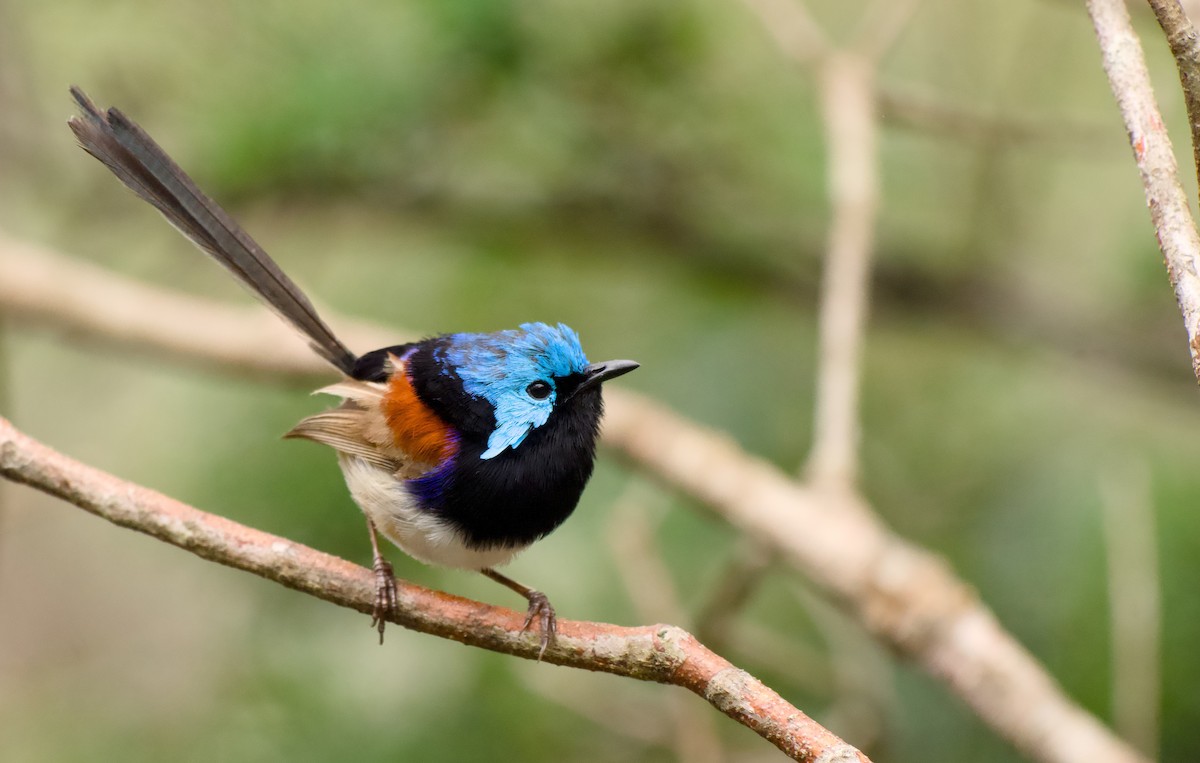 Weißbauch-Staffelschwanz - ML646772764