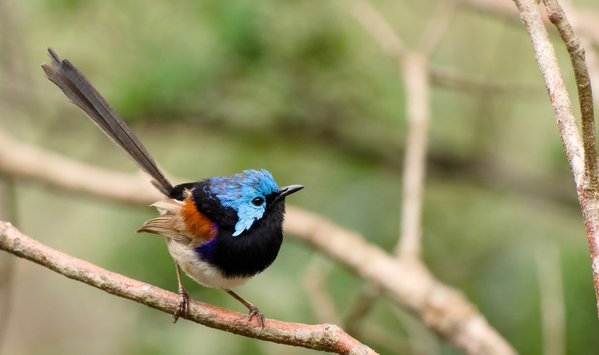 Weißbauch-Staffelschwanz - ML646772765