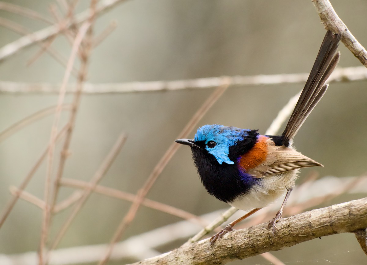 Weißbauch-Staffelschwanz - ML646772766