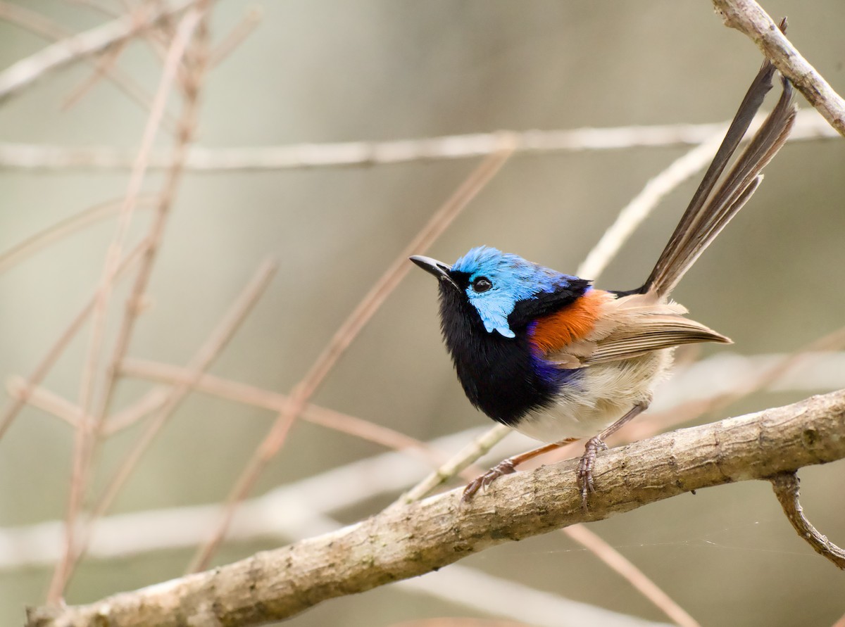 Weißbauch-Staffelschwanz - ML646772767